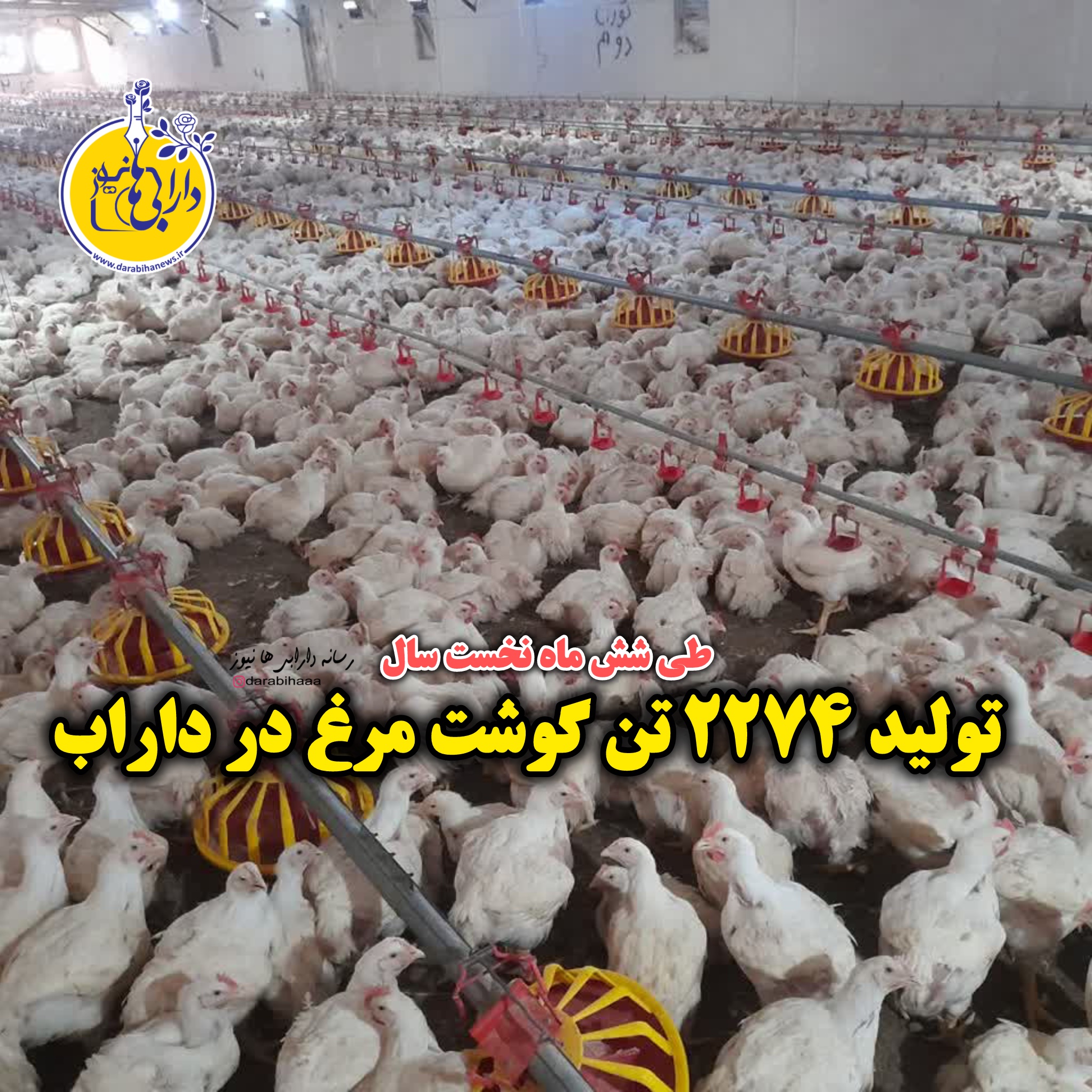تولید ۲۲۷۴ تن گوشت مرغ در داراب طی ۶ ماه نخست سال