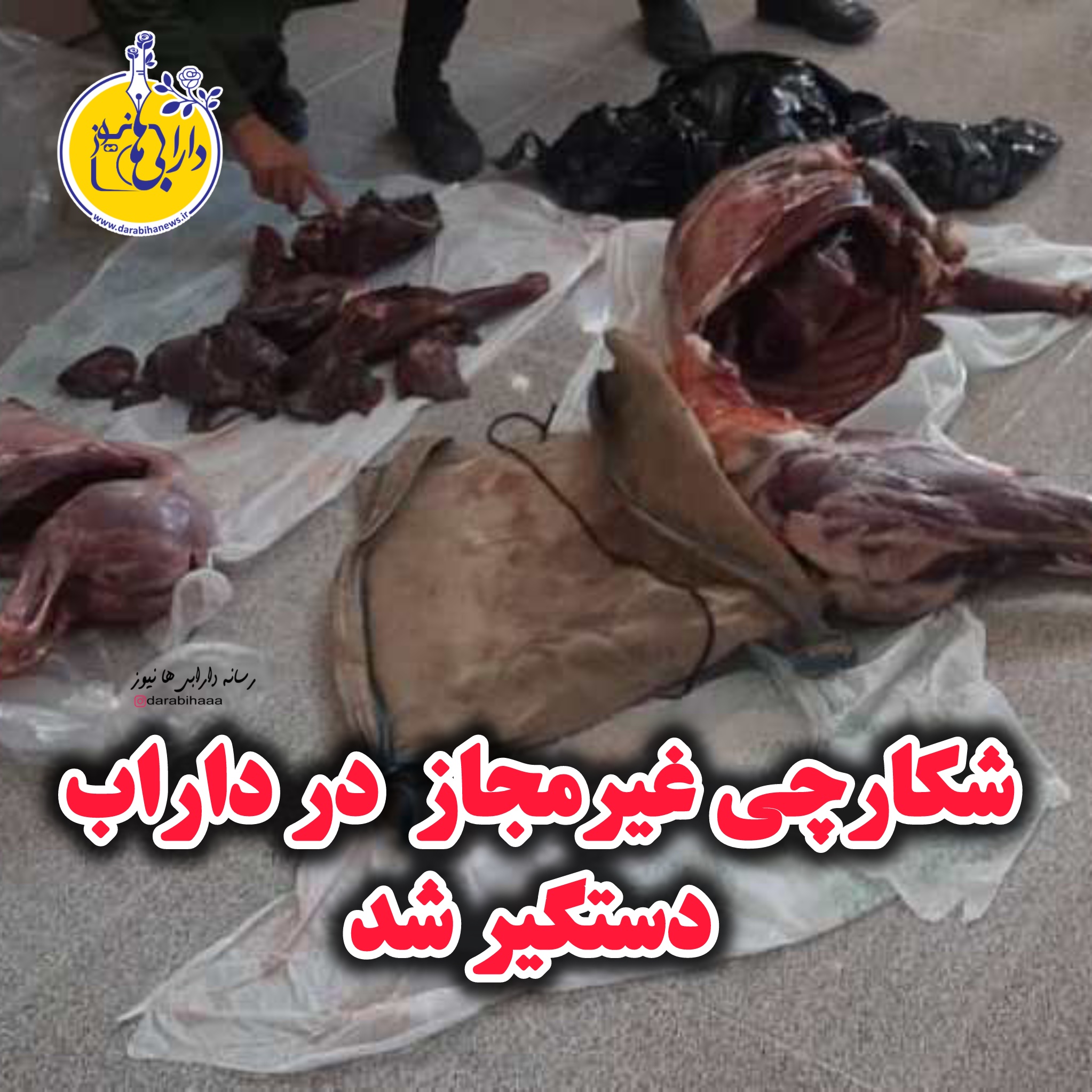 دستگیری شکارچی غیرمجاز و کشف ۳ لاشه بز کوهی در داراب