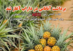 برداشت آناناس در داراب آغاز شد