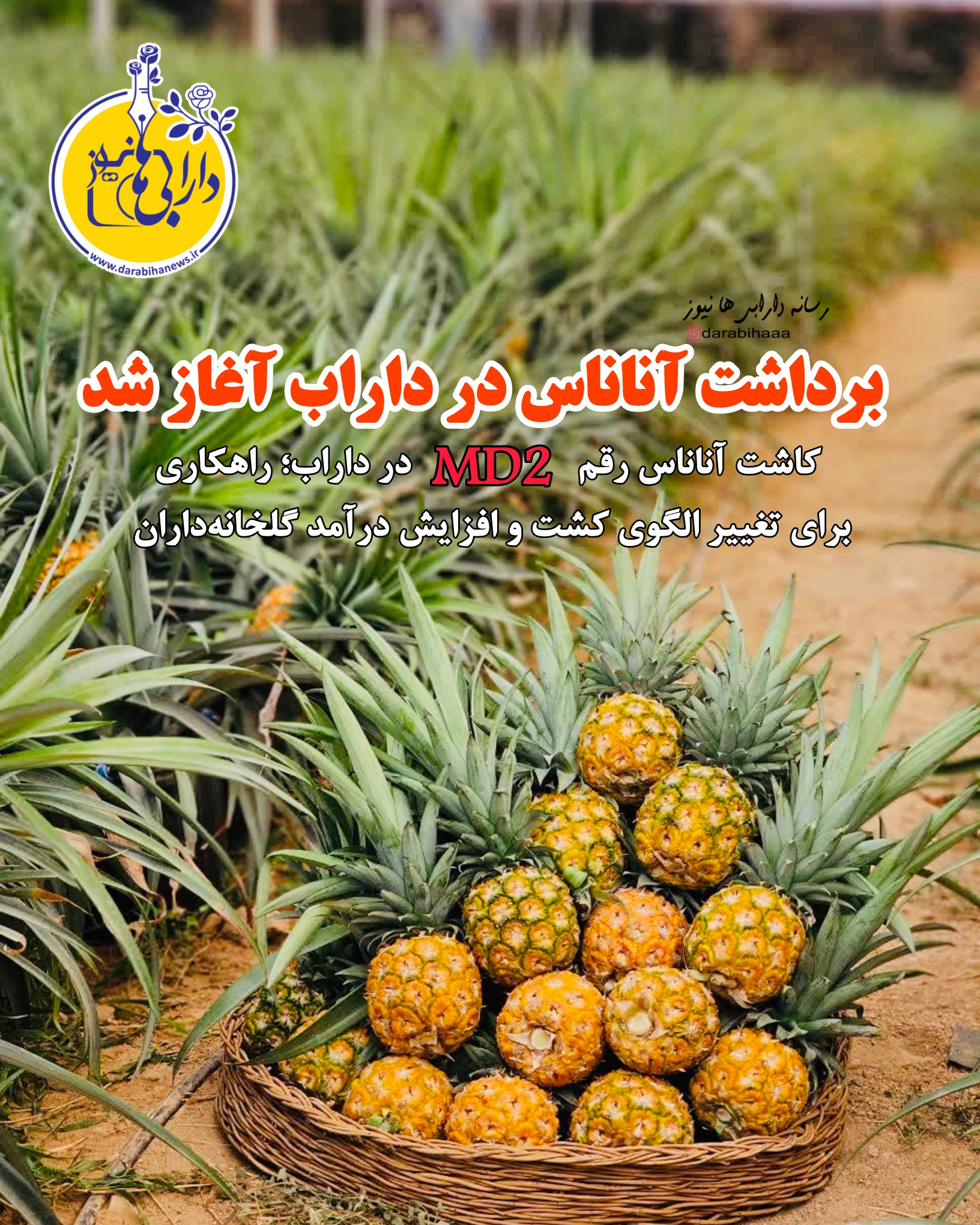 برداشت آناناس در داراب آغاز شد