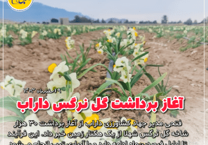 آغاز برداشت گل نرگس از مزارع داراب