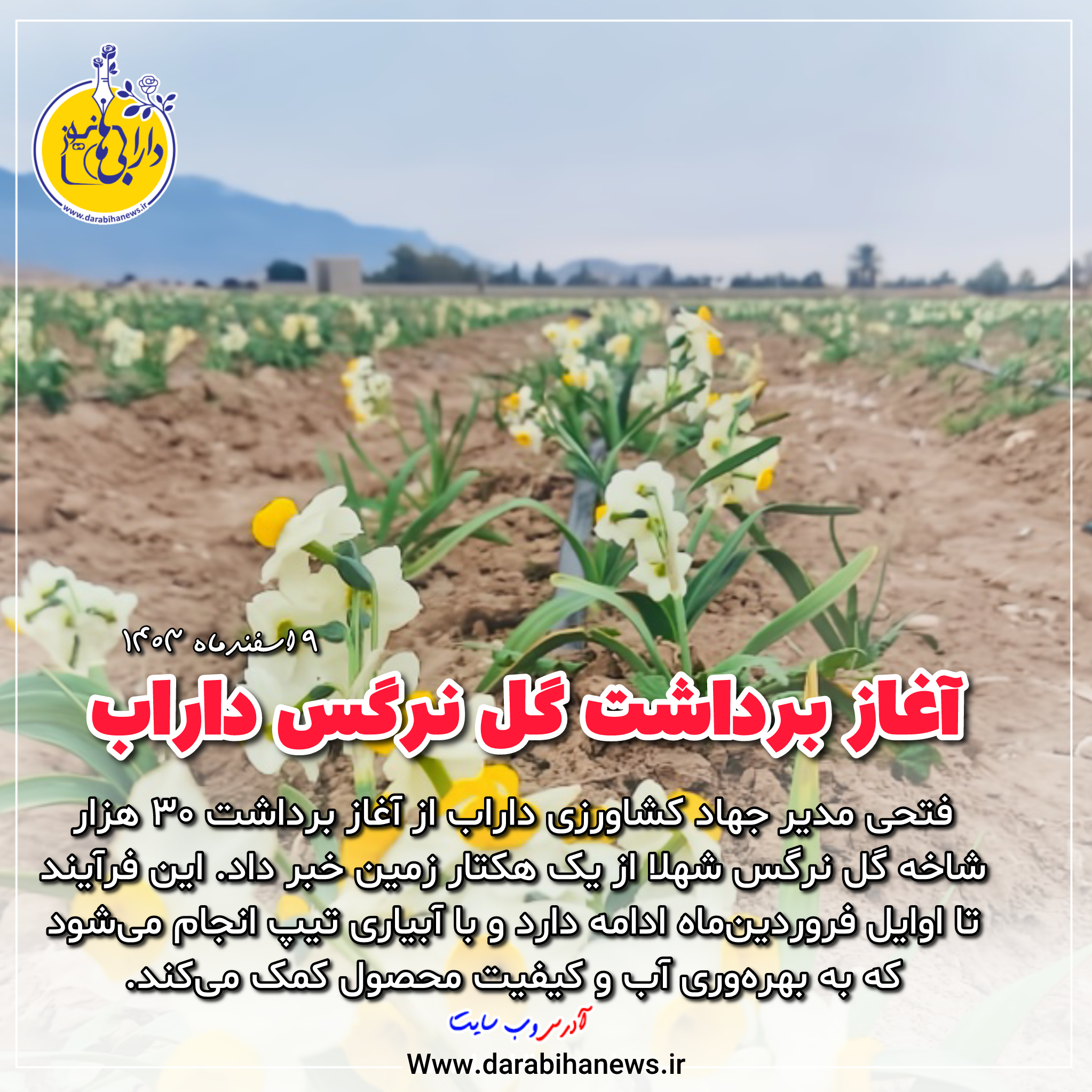 آغاز برداشت گل نرگس از مزارع داراب