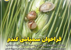 فراخوان سمپاشی گندم