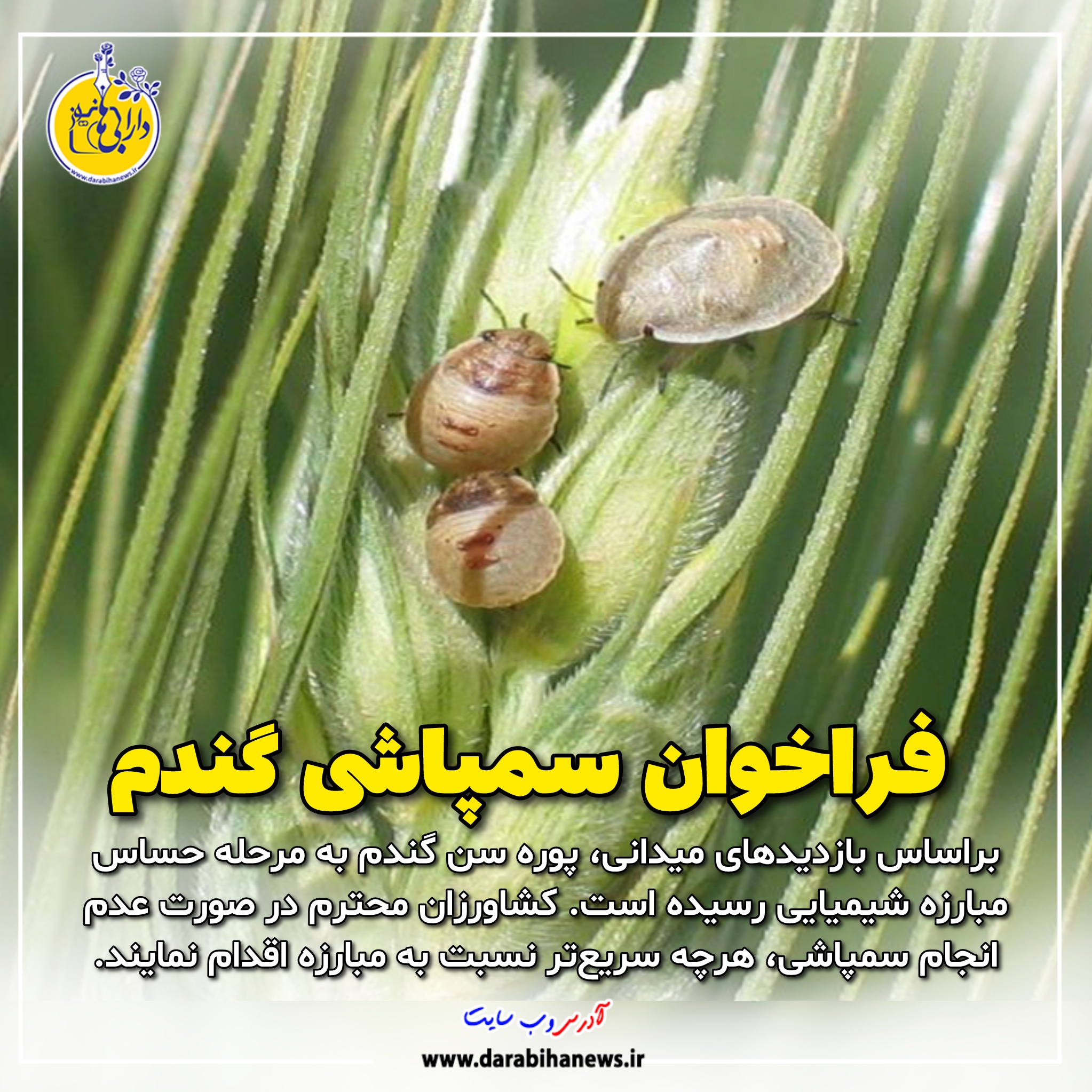 فراخوان سمپاشی گندم