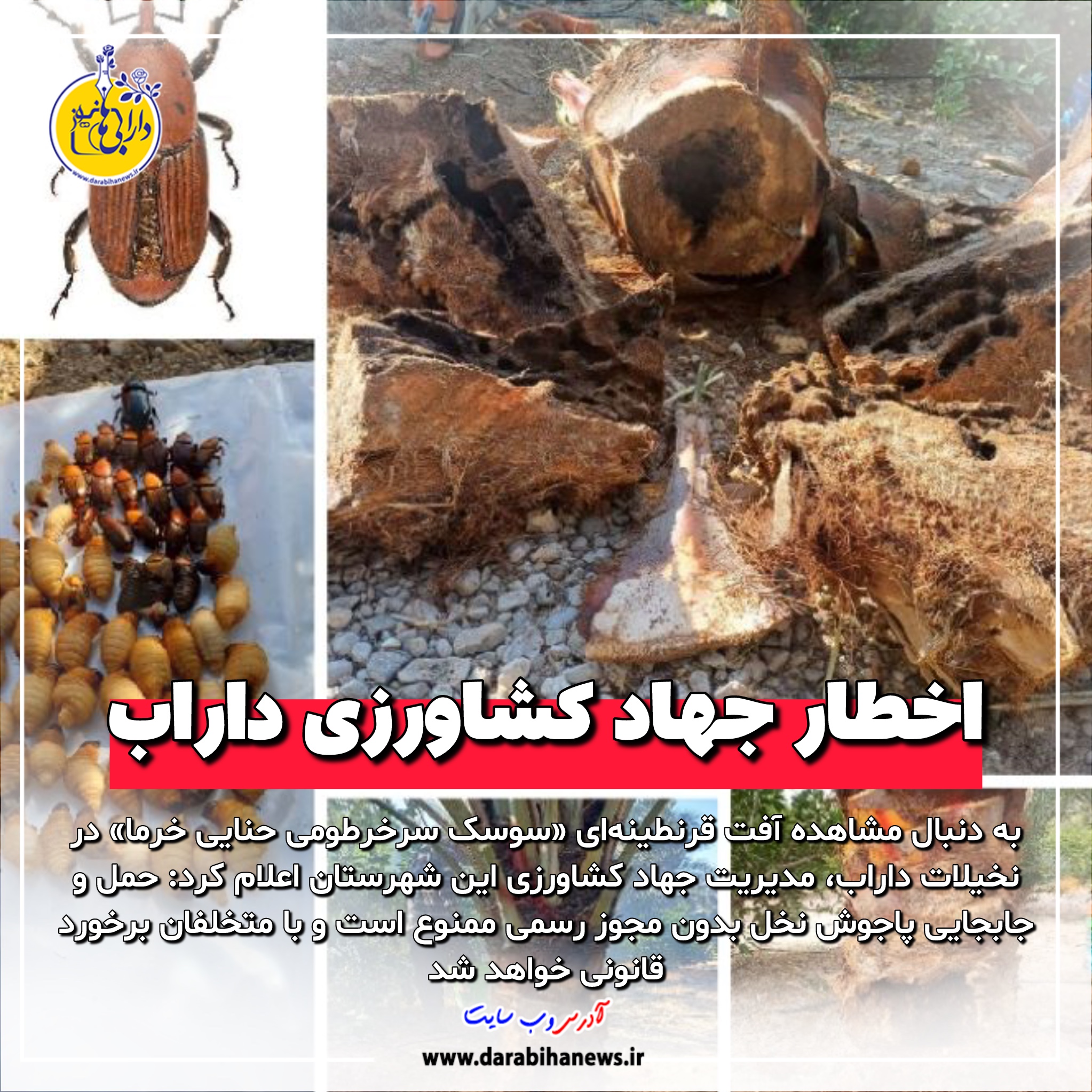 اخطار جهاد کشاورزی داراب به‌دلیل شیوع آفت قرنطینه‌ای در نخیلات