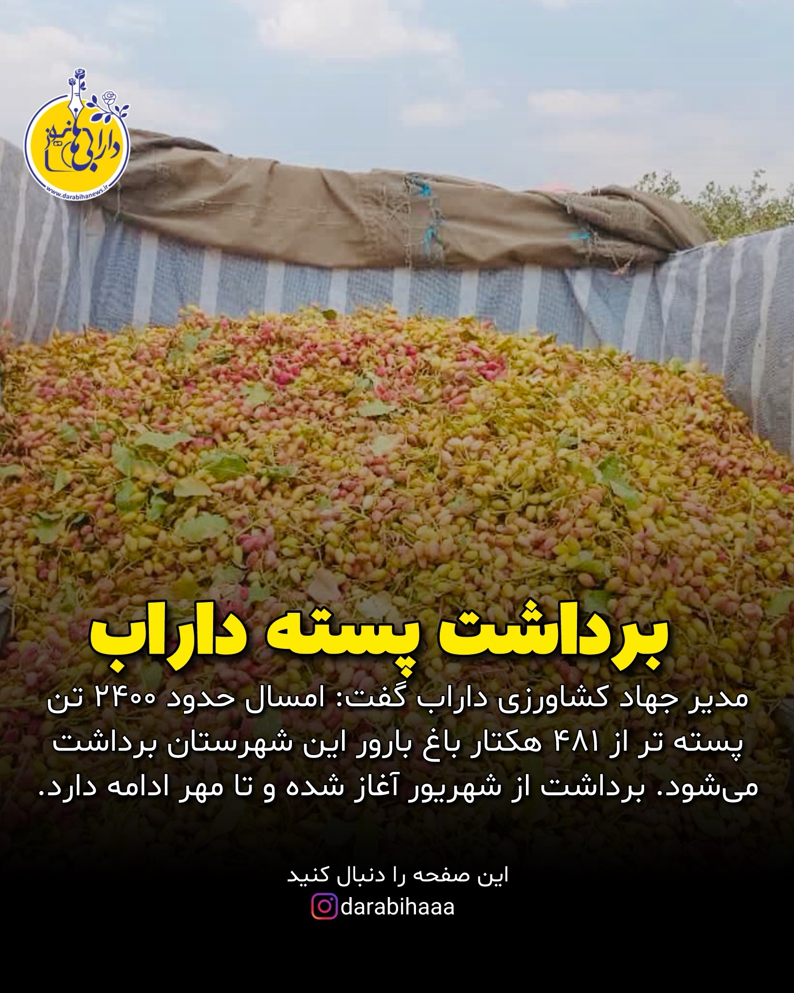 برداشت پسته در داراب به ۲۴۰۰ تن می‌رسد